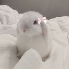 a small white bird sitting on top of a bed