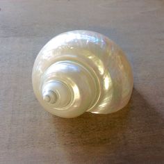 a white shell sitting on top of a wooden table