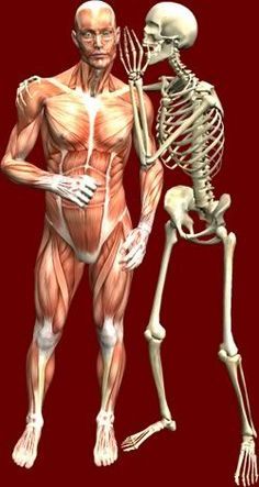 two human skeletons standing next to each other in front of a red background with the caption