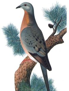 a bird sitting on top of a pine tree branch