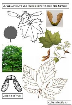 an image of different types of leaves and plants in french language, with pictures of them