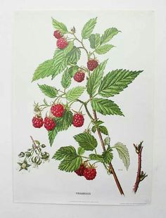 a drawing of raspberries on a branch with leaves