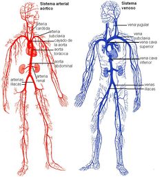 an image of the human body and its major vessels, including the heart, lungs, and blood vessels