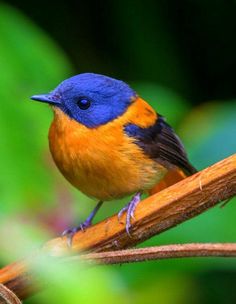 a colorful bird sitting on top of a tree branch next to green leaves in the background