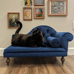 a black cat sitting on top of a blue chair in front of pictures and paintings