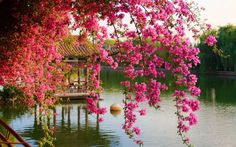 pink flowers are blooming over the water in front of a gazebo and bridge