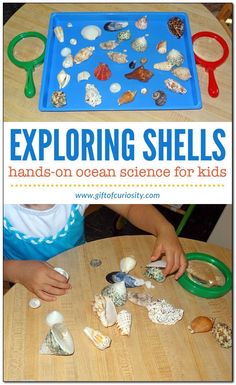 Shell Activities, Beach Theme Preschool, Ocean Activities Preschool, Ocean Theme Preschool, Toddler Curriculum, Ocean Unit, Ocean Science, Ocean Activities, Summer Preschool