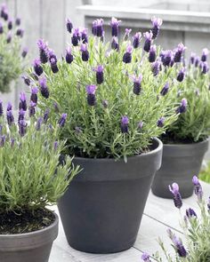 lavender plants in pots sitting on a wooden table