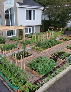 an image of a garden with lots of plants in the yard and on the ground