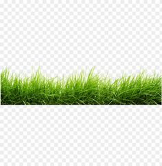 green grass on a white background with no background, hd png downloads to be used