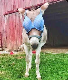 a horse wearing a blue bra standing in front of a barn