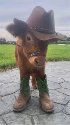 a small brown cow wearing a cowboy hat and green boots on top of it's head