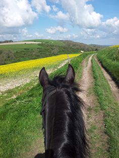 the back end of a horse's head as it walks down a dirt road