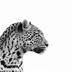 a black and white photo of a cheetah looking at something in the distance