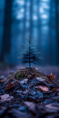 a small pine tree sitting on top of a pile of leaves in the middle of a forest