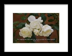 Beautiful white roses blooming together and a bible verse from Psalms about praise. Praise Scripture, Faith Christian, Blooming Rose, White Roses