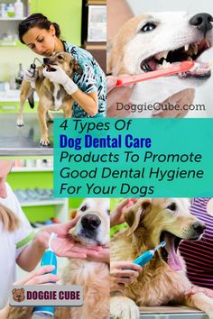 Dental care is an aspect of a dog’s health that many owners tend to overlook. However, just like it’s important to brush your teeth, it’s important that you do not neglect your dog’s teeth cleaning needs. There are various diy remedies available. Here are 4 types of dog dental care products to promote good dental hygiene for your dogs. Bad Dog Breath, Dental Infection, Dental Health Care, Tooth Cleaning, Land Animals, Dog Remedies, Dog Needs