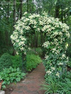 an arch in the middle of a garden with white flowers and green leaves on it