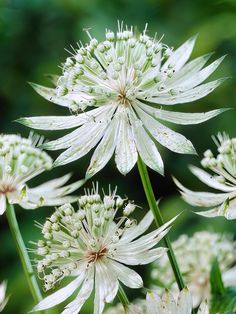 some white flowers with water droplets on them