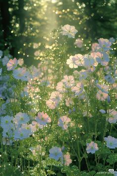 some white and pink flowers are in the sunlit grass with water droplets on them