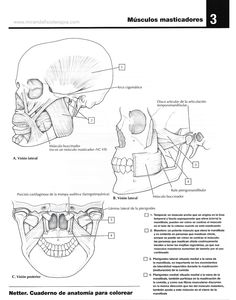 an image of the head and neck with muscles labeled in spanish, showing the location of the