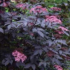 purple flowers are blooming in the garden