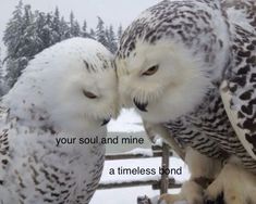 two owls sitting on top of each other with the caption your soul and mine