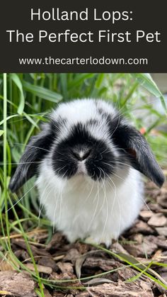 a black and white rabbit sitting in the grass with text overlay reading holland lops the perfect first pet