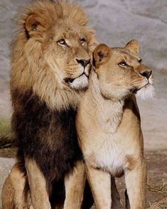 two adult lions standing next to each other