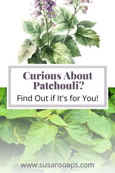 Curious about patchouli and its unique fragrance? You're not alone! Patchouli has a special place in many hearts, but it's not for everyone. Dive into the world of patchouli essential oil and natural skin care, and discover how to harness this enchanting scent safely. Ready to explore this fascinating fragrance and learn more about its benefits? Get Your Questions Answered! Patchouli Plant Uses, Patchouli Soap Recipe, Patchouli Knowledge, Patchouli Soap, Medicinal Herbs Garden, Herbs Garden, Aromatherapy Benefits, Earthy Fragrance, Patchouli Oil