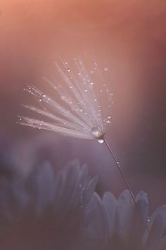 a dandelion with drops of water on it