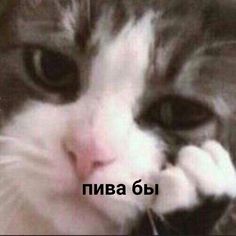 a close up of a cat with the words russian on it's face in front of an image of a black and white cat