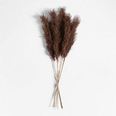 some brown grass sticks on a white background