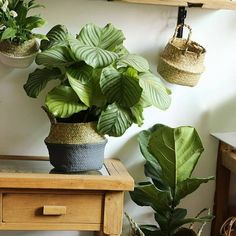 three potted plants sitting on top of a wooden table