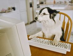 a black and white dog wearing glasses sitting in front of a computer on a chair