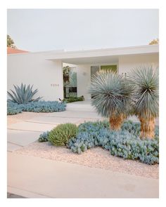 a white house with blue plants in the front yard