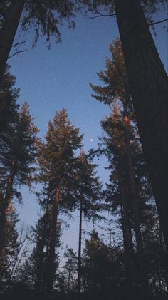 the moon is shining through the trees in the forest