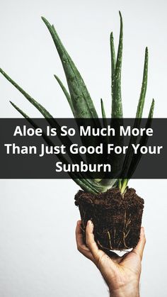 Say 'aloe' to your favorite skincare ingredient☀️: Aloe Benefits, Reapply Sunscreen, Bad Sunburn, Sunburn Remedies, Aloe Vera Benefits, Easy Summer Dinners, Dinner Party Summer, Best Sunscreens, Turkey Burgers