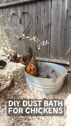 a chicken sitting in a metal tub with the words diy dust bath for chickens