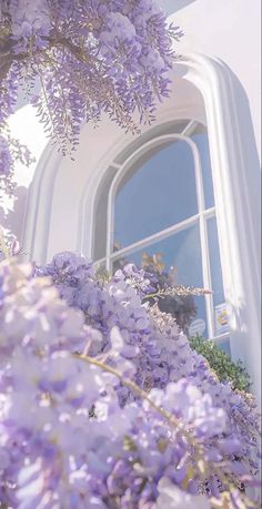 purple flowers growing on the side of a white building with a large window in it