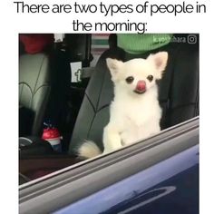 a small white dog sitting in the back seat of a car with its tongue hanging out