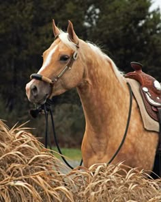 a brown horse wearing a bridle standing next to a pile of dry grass