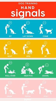 the dog training signals are shown in different colors