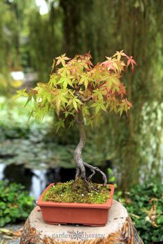 a bonsai tree in a pot on a rock