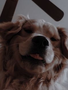 a brown and white dog sitting next to a chair