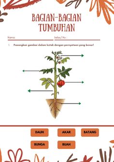 the diagram shows parts of a plant that are labeled in red and green letters, including names