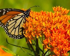 a close up of a butterfly on a flower