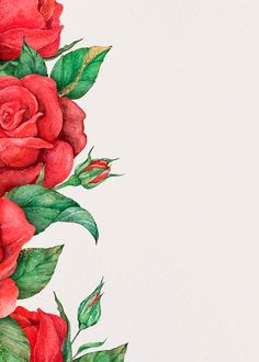 a painting of red roses with green leaves on a white background and space for text