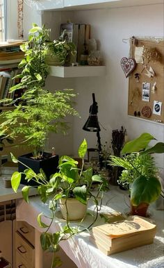 some plants on a table in a room