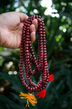 "Burgundy Red Wooden Rondelle Prayer Beads from Nepal, 108 beads / Meditation Male, Yoga Accessories, Yogi / Wooden Beads, Supplies Handmade Wooden Mala in a beautiful rich Burgundy Red color, perfect for Yogis to wear as jewelry and prayer beads. They are made in Nepal by locals and while simple to the eyes, it feels very earthy and soothing in the hands.  The wooden beads are not perfectly round, more like rondelles which gives it a nice contrast, and, each strand has 108 beads strung in a loo Red 8mm Spiritual Beads, Red Wooden Beads In Traditional Style, Red Wooden Beads Traditional Style, Red Wooden Beaded Necklaces, Red Round Beads Mala For Meditation, Red Wooden Beaded Necklace, Traditional Red Beaded Necklace For Meditation, Red Round Beads Mala For Gift, Red Mala With Round Beads For Meditation